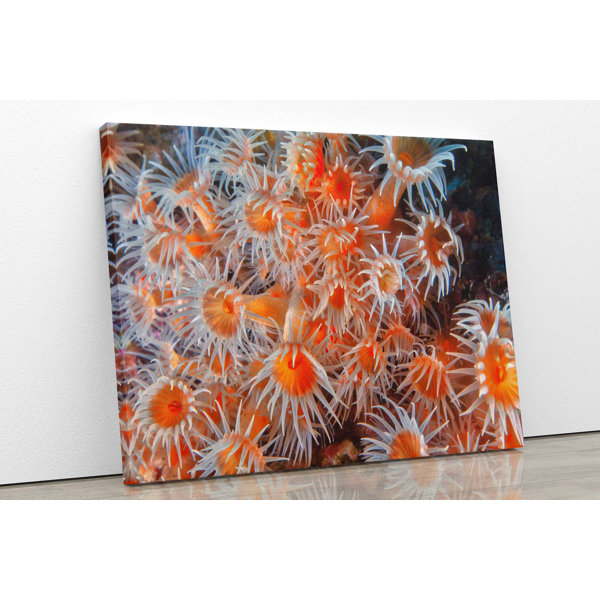 See Life Inspiration Orange Zoanthid Underwater Photograph by Jamie Lee